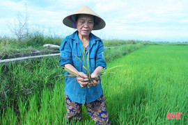 Quyết liệt phòng chống sâu bệnh trên lúa, dịch bệnh gia súc