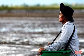Nông dân Hà Tĩnh hối hả xuống đồng sản xuất lúa hè thu