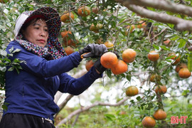 "Thủ phủ" cam bù Hà Tĩnh trúng lớn