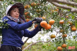 "Thủ phủ" cam bù Hà Tĩnh trúng lớn