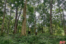 Chủ tịch UBND tỉnh chỉ đạo tăng cường bảo vệ rừng, động vật hoang dã trước, trong và sau Tết