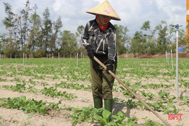 Tập trung xuống giống sản xuất vụ đông
