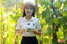 Trầu không Thạch Khê - xanh giữa miền cát trắng 