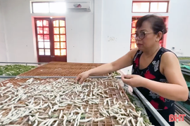 Mục sở thị quy trình nuôi tằm trong phòng điều hòa