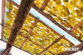 Podcast tản văn: Nắng xiên khoai