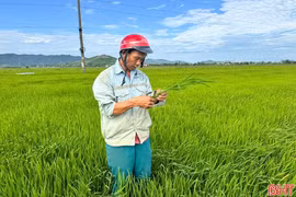 Chủ tịch UBND tỉnh Hà Tĩnh: Tập trung chỉ đạo phòng, trừ dịch hại lúa hè thu