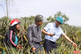 Sở NN&MT Hà Tĩnh nói về mô hình liên kết sản xuất dứa ở xã Cẩm Lạc