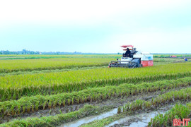 Phát huy hiệu quả tích tụ ruộng đất ở Hà Tĩnh