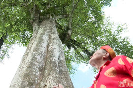 Chiêm ngưỡng 2 cây trầm hương cổ thụ ở Hà Tĩnh