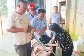 Sớm dập tắt dịch tả lợn Châu Phi và các dịch bệnh nguy hiểm trên vật nuôi