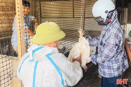 Ngành chuyên môn Hà Tĩnh khuyến cáo tăng cường phòng, chống dịch cúm gia cầm