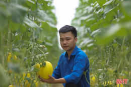 Vườn dưa lưới công nghệ cao trĩu quả ở Đức Thọ