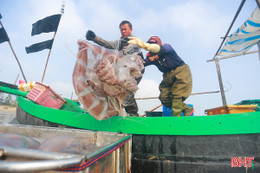 Ngư dân Hà Tĩnh vào mùa đánh bắt sứa biển