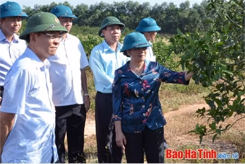 Những năm qua, Hà Tĩnh đã làm tốt công tác vận động quần chúng tham gia thực hiện tốt các phong trào thi đua sản xuất. Trong ảnh là Đoàn công tác Ban Dân vận Trung ương do Phó trưởng ban Ngô Thị Doãn Thanh dẫn đầu tham quan mô hình kinh tế trang trại 25 ha, cho thu nhập bình quân hàng năm trên 1 tỷ đồng của hộ ông Nguyễn Nhật Tân (thôn Tây Trà, xã Hương Trà, Hương Khê)