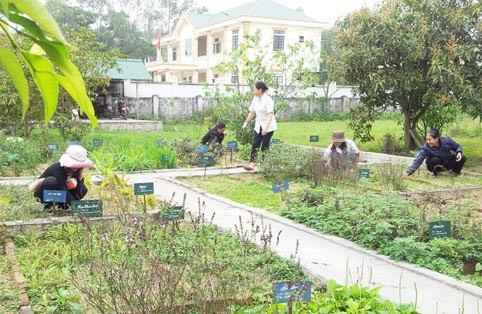 Nhân viên trạm Y tế phường Đậu Liêu (TX Hồng Lĩnh) chăm sóc vườn cây thuốc nam