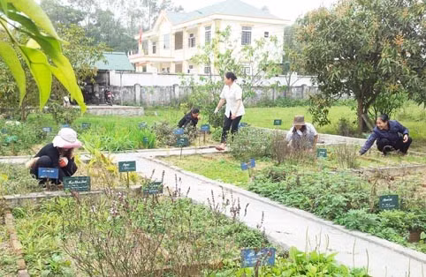 Nhân viên trạm Y tế phường Đậu Liêu (TX Hồng Lĩnh) chăm sóc vườn cây thuốc nam