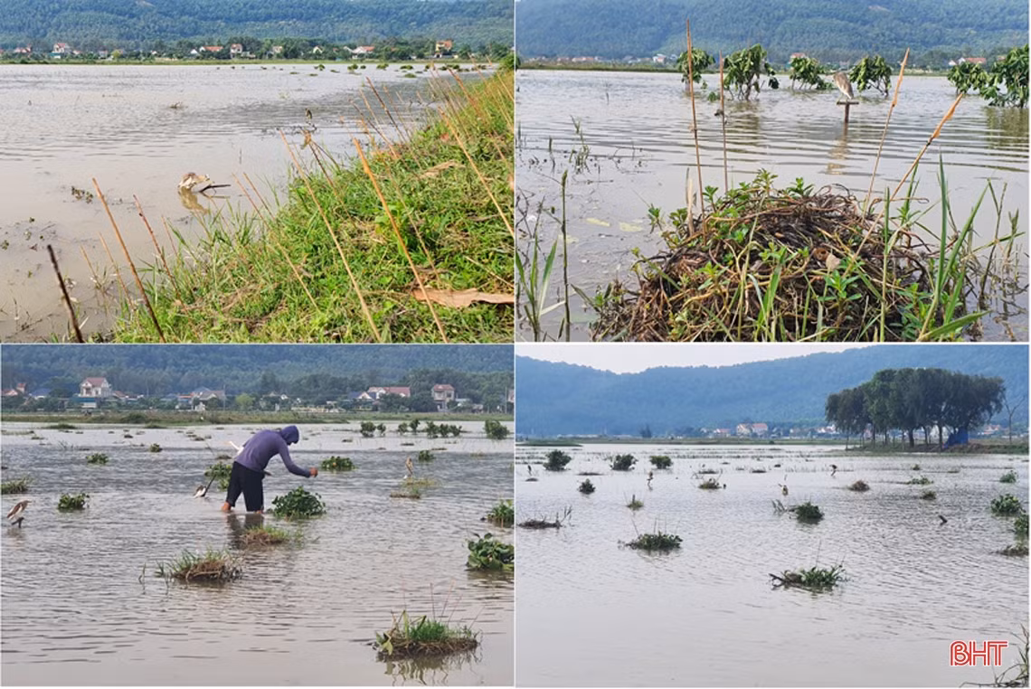 Ngăn chặn vấn nạn săn bắt “chim trời”: Cần đồng bộ và quyết liệt hơn nữa!