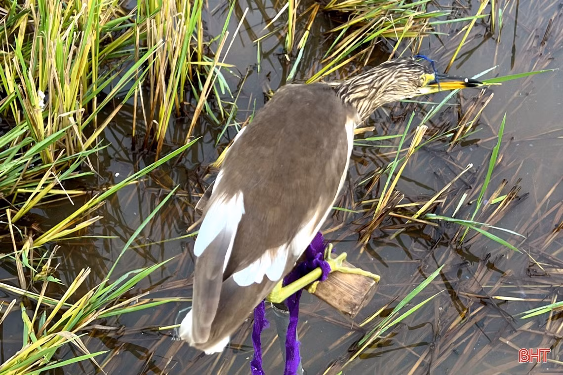 Ngăn chặn vấn nạn săn bắt “chim trời”: Cần đồng bộ và quyết liệt hơn nữa!