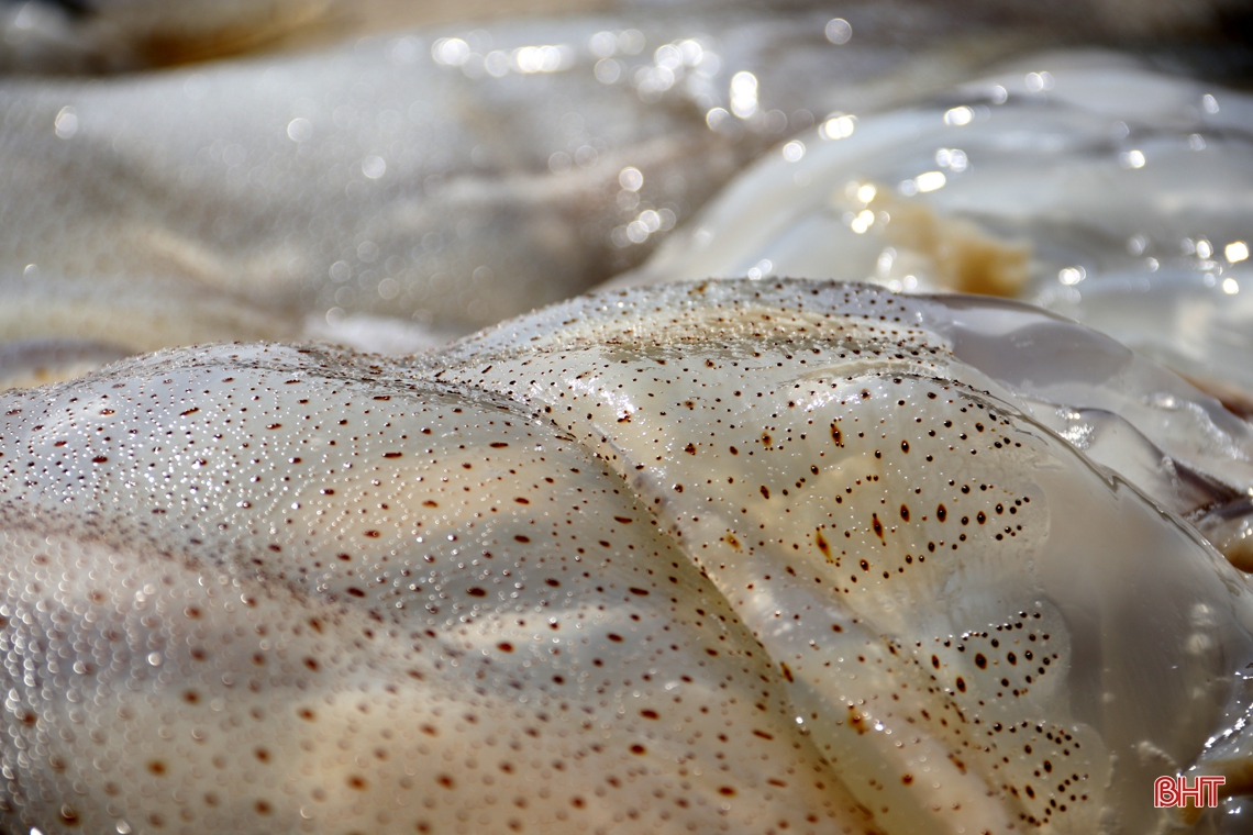 Đánh bắt, chế biến sứa biển, có ngày ngư dân Hà Tĩnh được gần chỉ rưỡi vàng