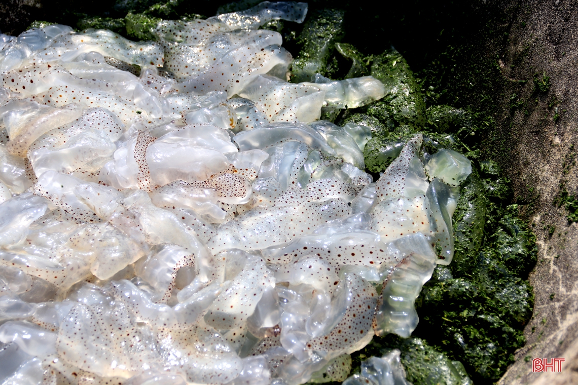 Đánh bắt, chế biến sứa biển, có ngày ngư dân Hà Tĩnh được gần chỉ rưỡi vàng