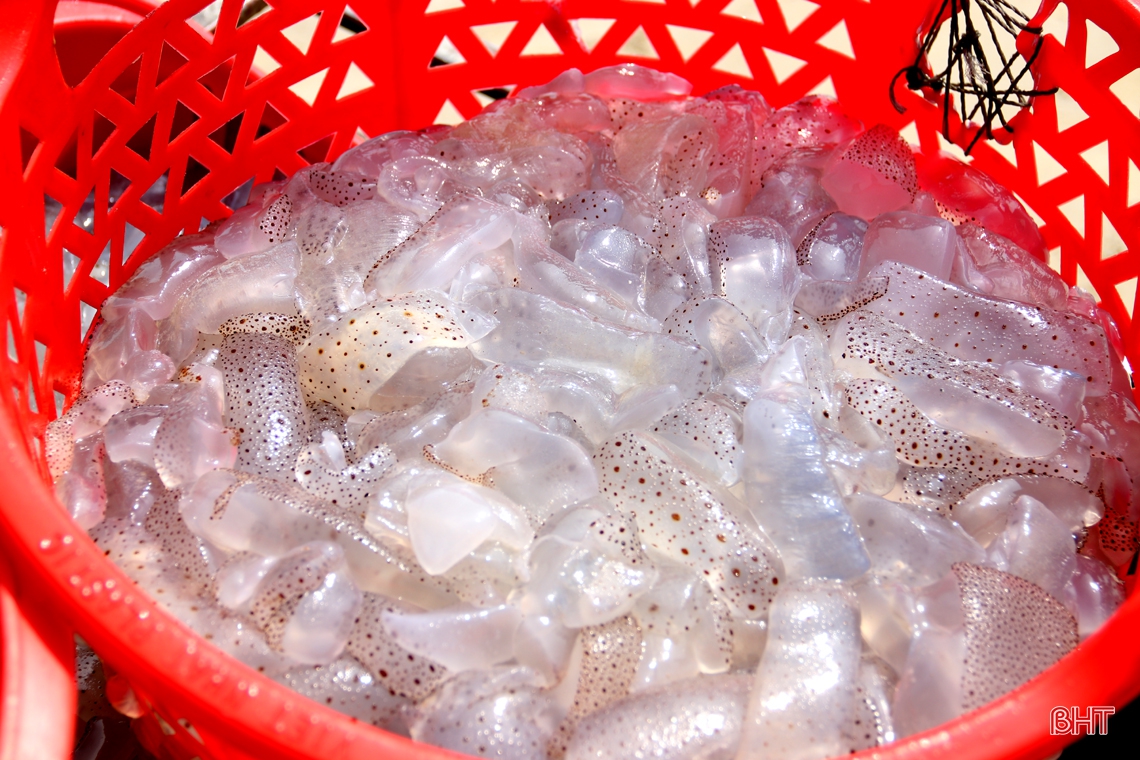 Đánh bắt, chế biến sứa biển, có ngày ngư dân Hà Tĩnh được gần chỉ rưỡi vàng