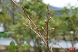 Xuống lá mai vàng Kỳ Nam