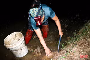 Lội bùn "săn" cua đồng trong đêm