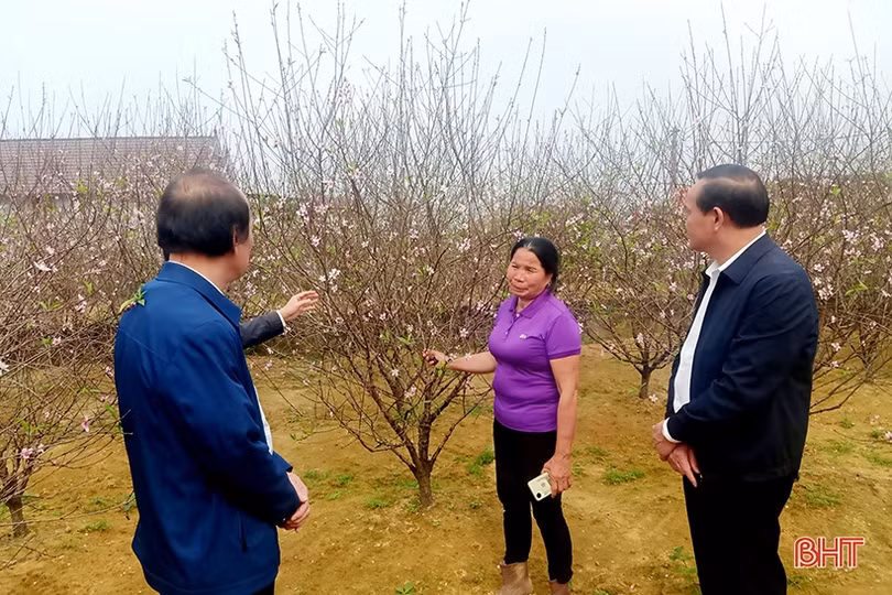 Nghi Xuân có sản phẩm cây cảnh đầu tiên đạt chuẩn OCOP