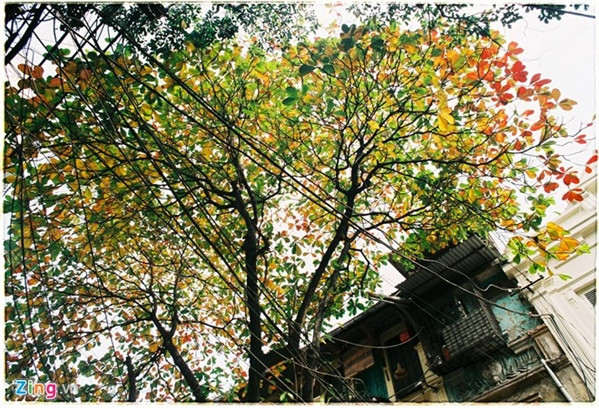 Những con đường tuyệt đẹp như bài hát ‘Nhớ mùa thu Hà Nội ảnh 3