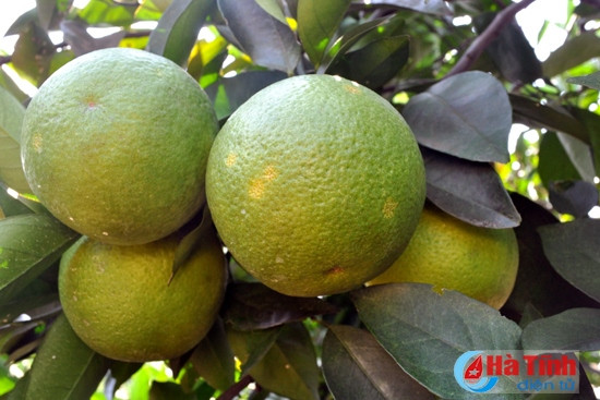 Thơm ngọt mùa cam ảnh 2