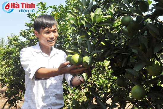 Thơm ngọt mùa cam ảnh 1