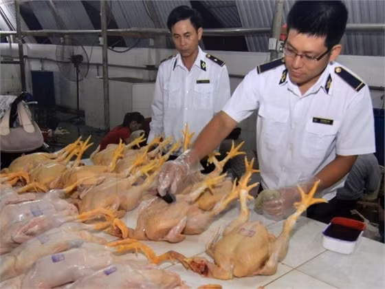 Cảnh báo về nguyên liệu tạo màu vàng trong thịt gà có thể gây ung thư ảnh 1