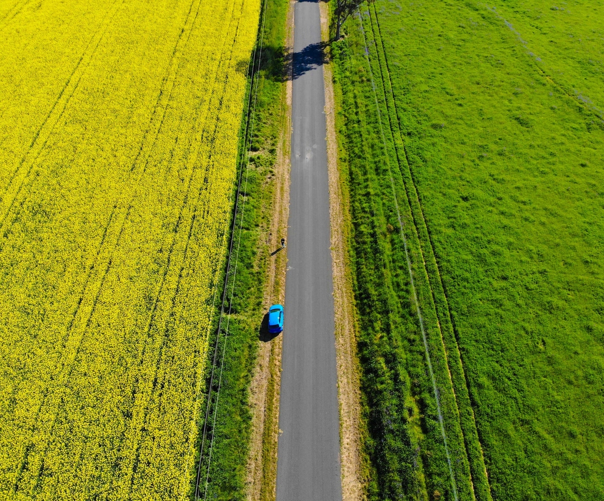 Mùa hoa cải hút khách ở Australia