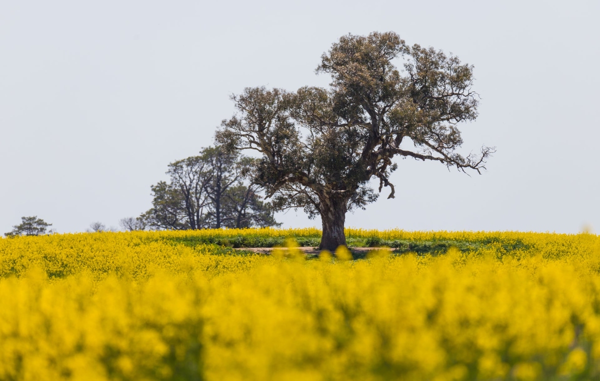 Mùa hoa cải hút khách ở Australia