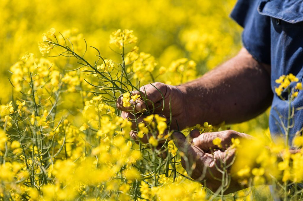 Mùa hoa cải hút khách ở Australia