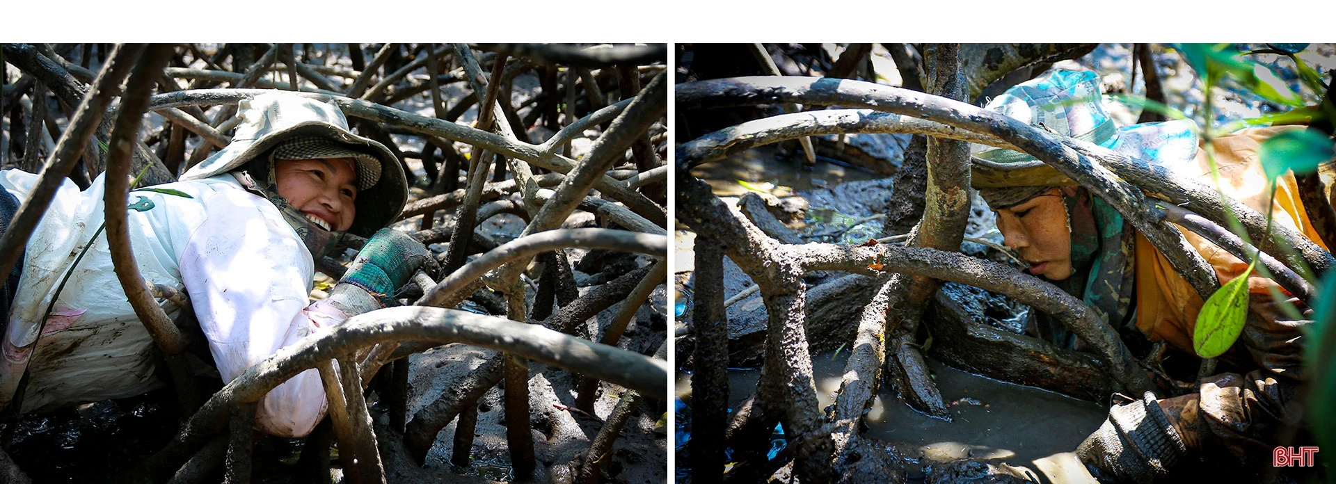 Săn cua biển trong rừng ngập mặn ở Hà Tĩnh