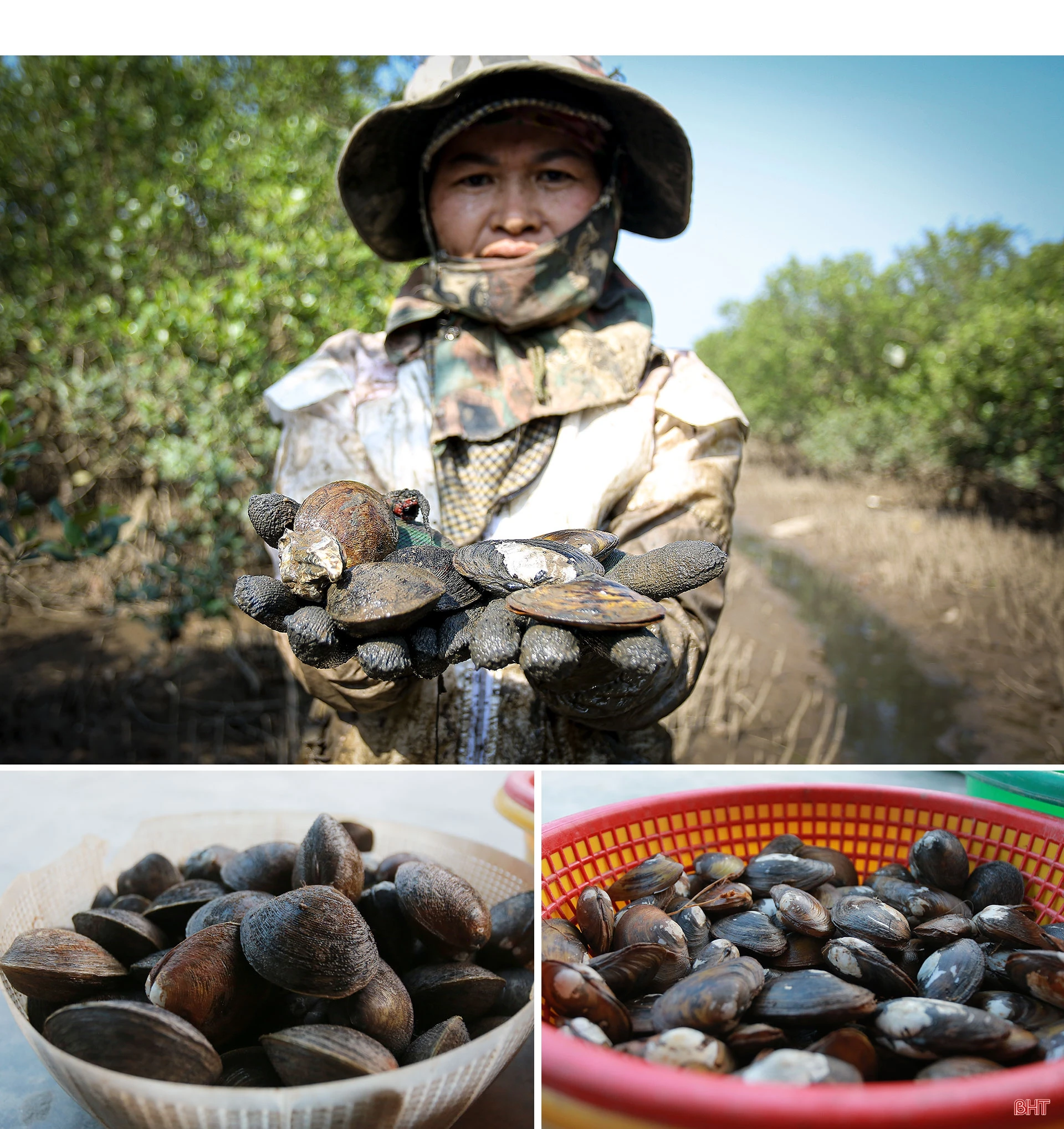 Săn cua biển trong rừng ngập mặn ở Hà Tĩnh