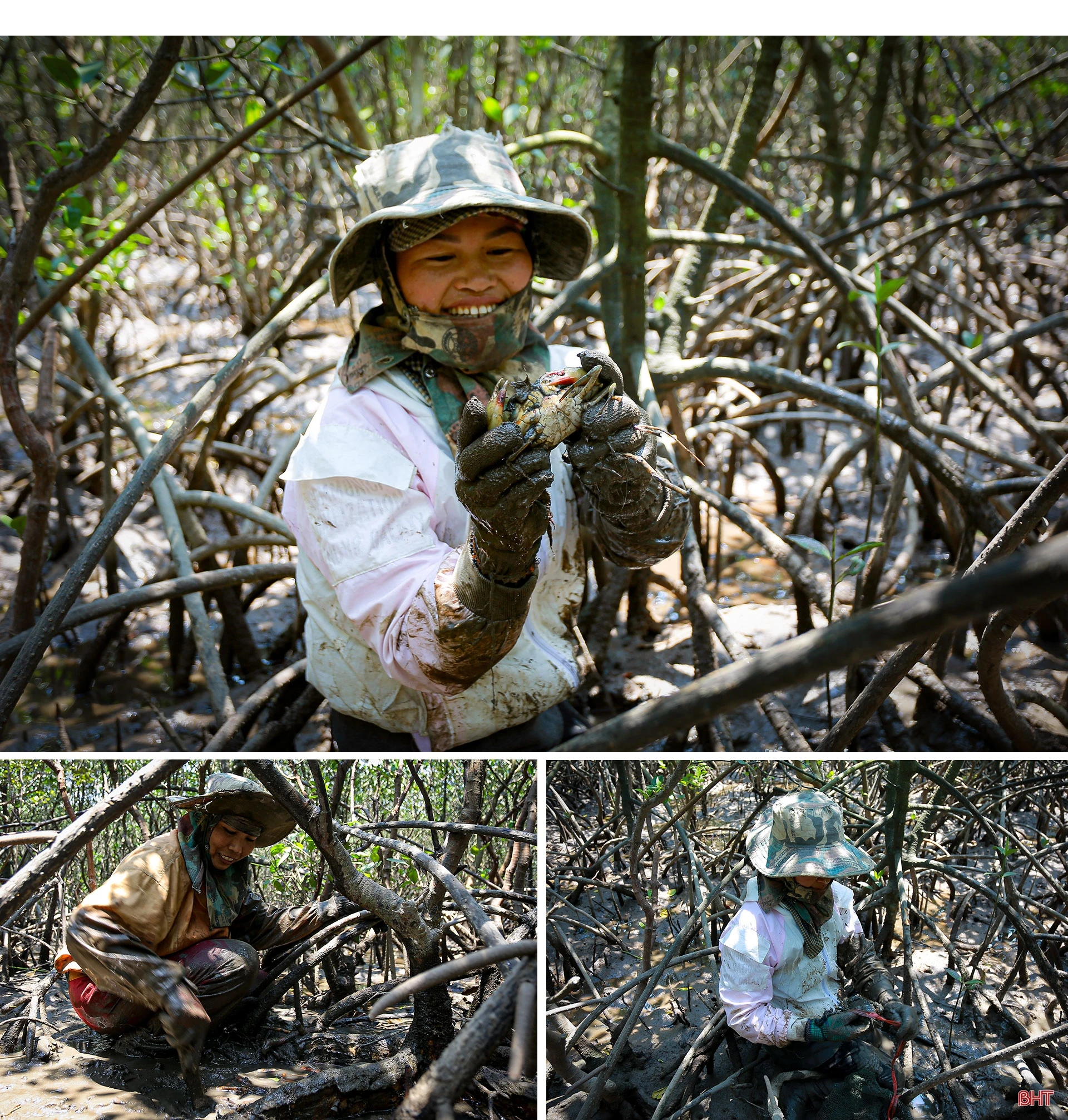 Săn cua biển trong rừng ngập mặn ở Hà Tĩnh