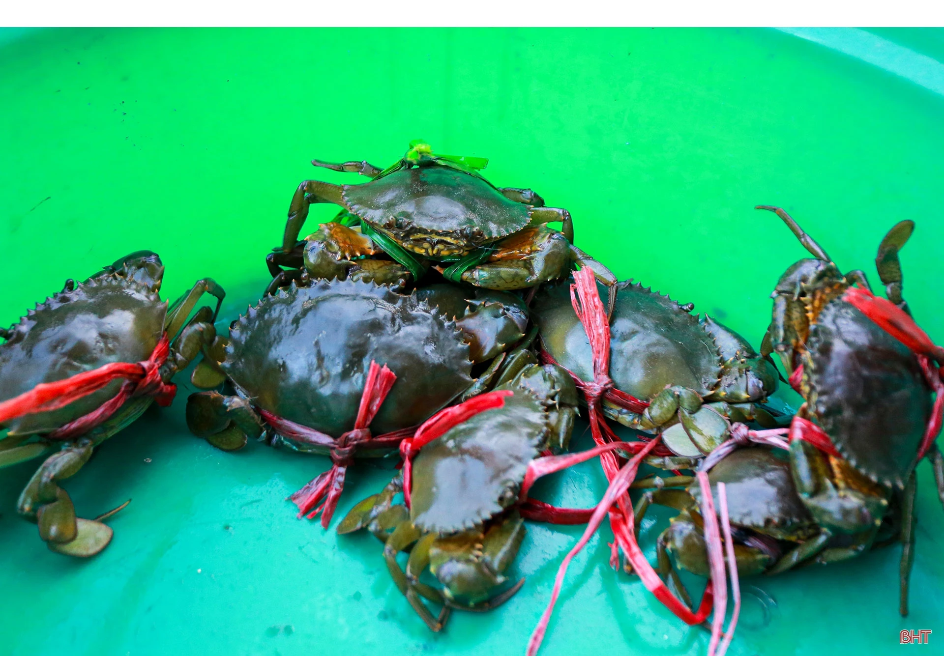 Săn cua biển trong rừng ngập mặn ở Hà Tĩnh