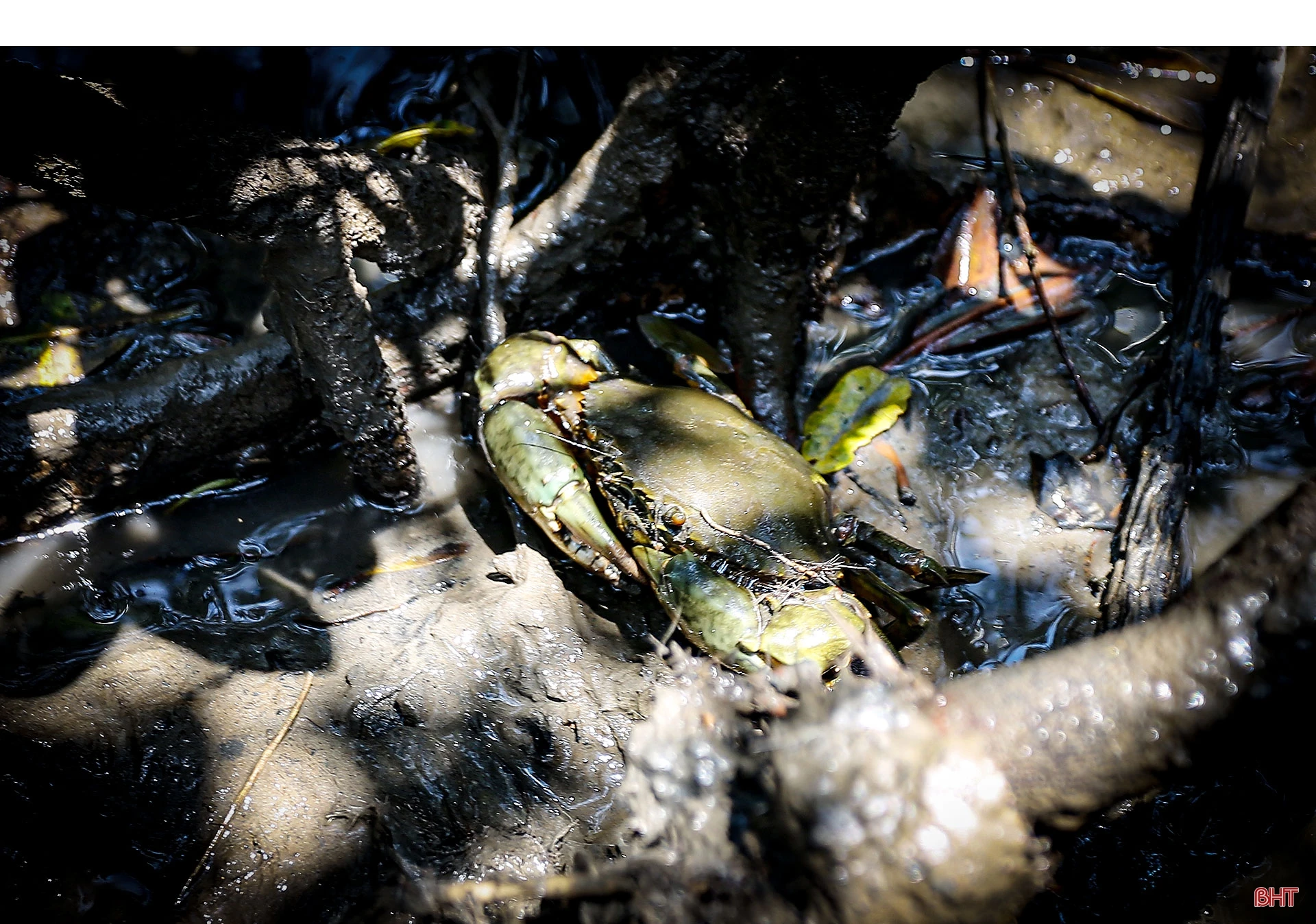 Săn cua biển trong rừng ngập mặn ở Hà Tĩnh