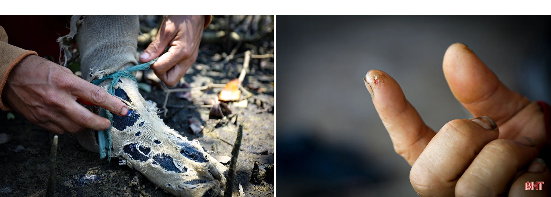 Săn cua biển trong rừng ngập mặn ở Hà Tĩnh