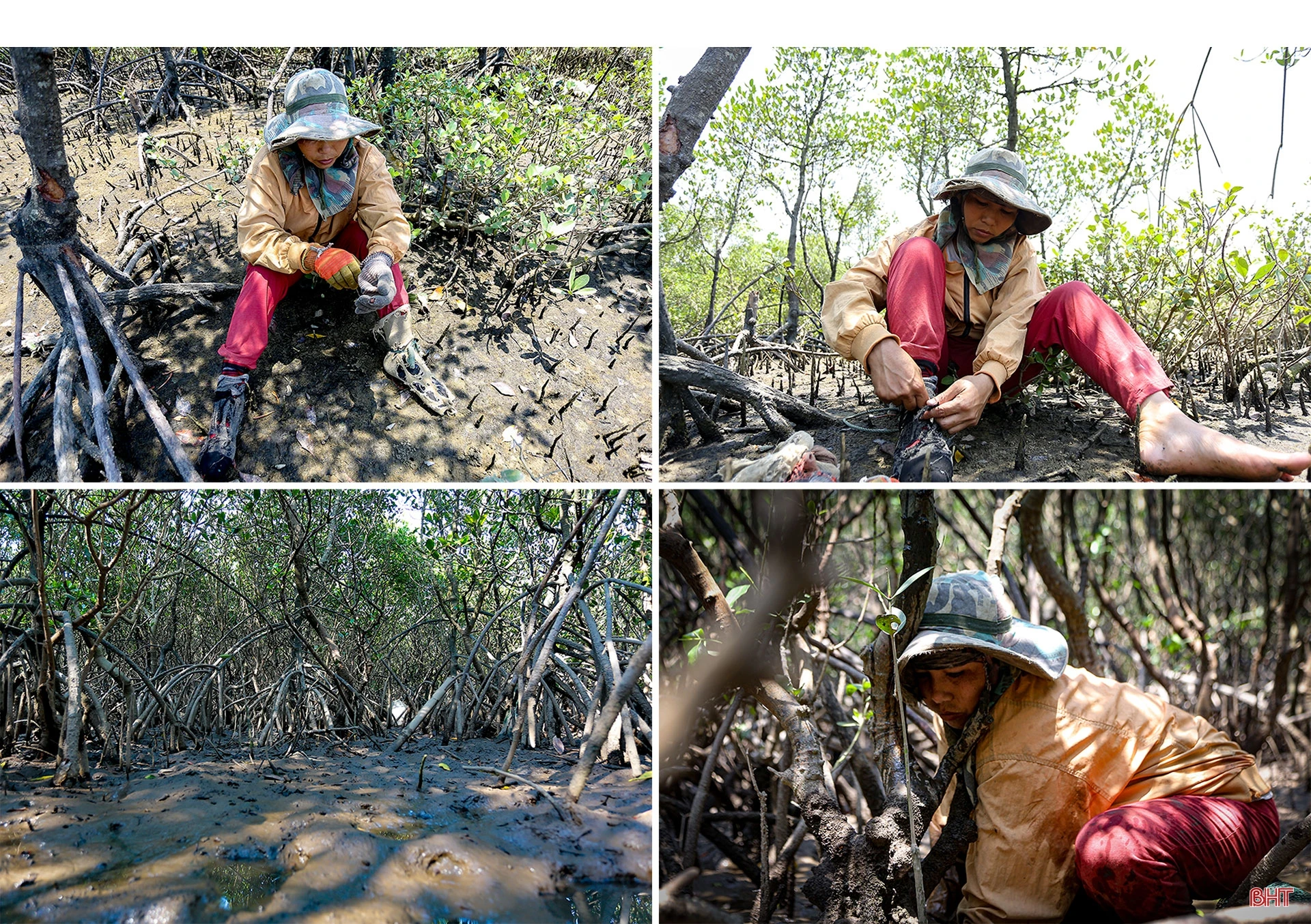 Săn cua biển trong rừng ngập mặn ở Hà Tĩnh