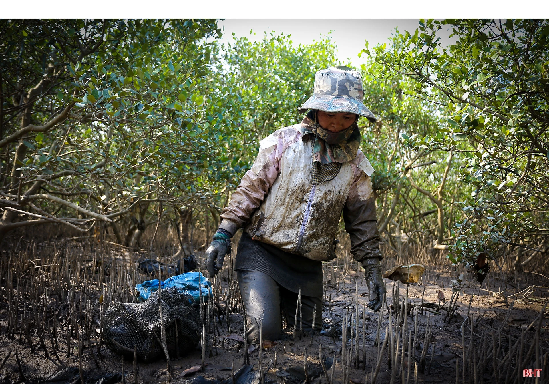 Săn cua biển trong rừng ngập mặn ở Hà Tĩnh