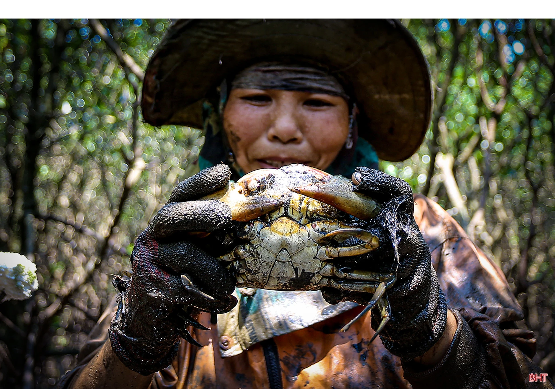 Săn cua biển trong rừng ngập mặn ở Hà Tĩnh
