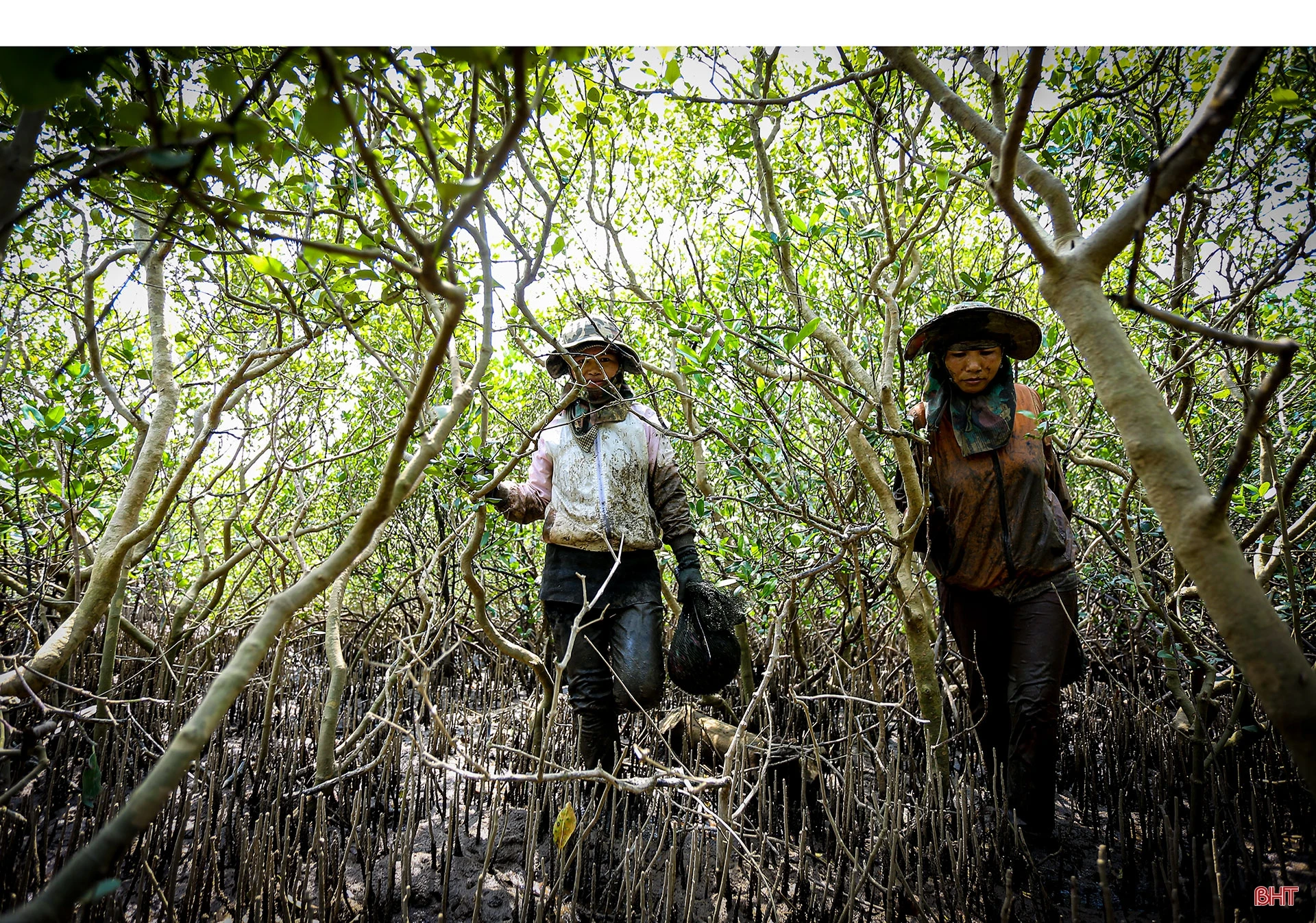Săn cua biển trong rừng ngập mặn ở Hà Tĩnh