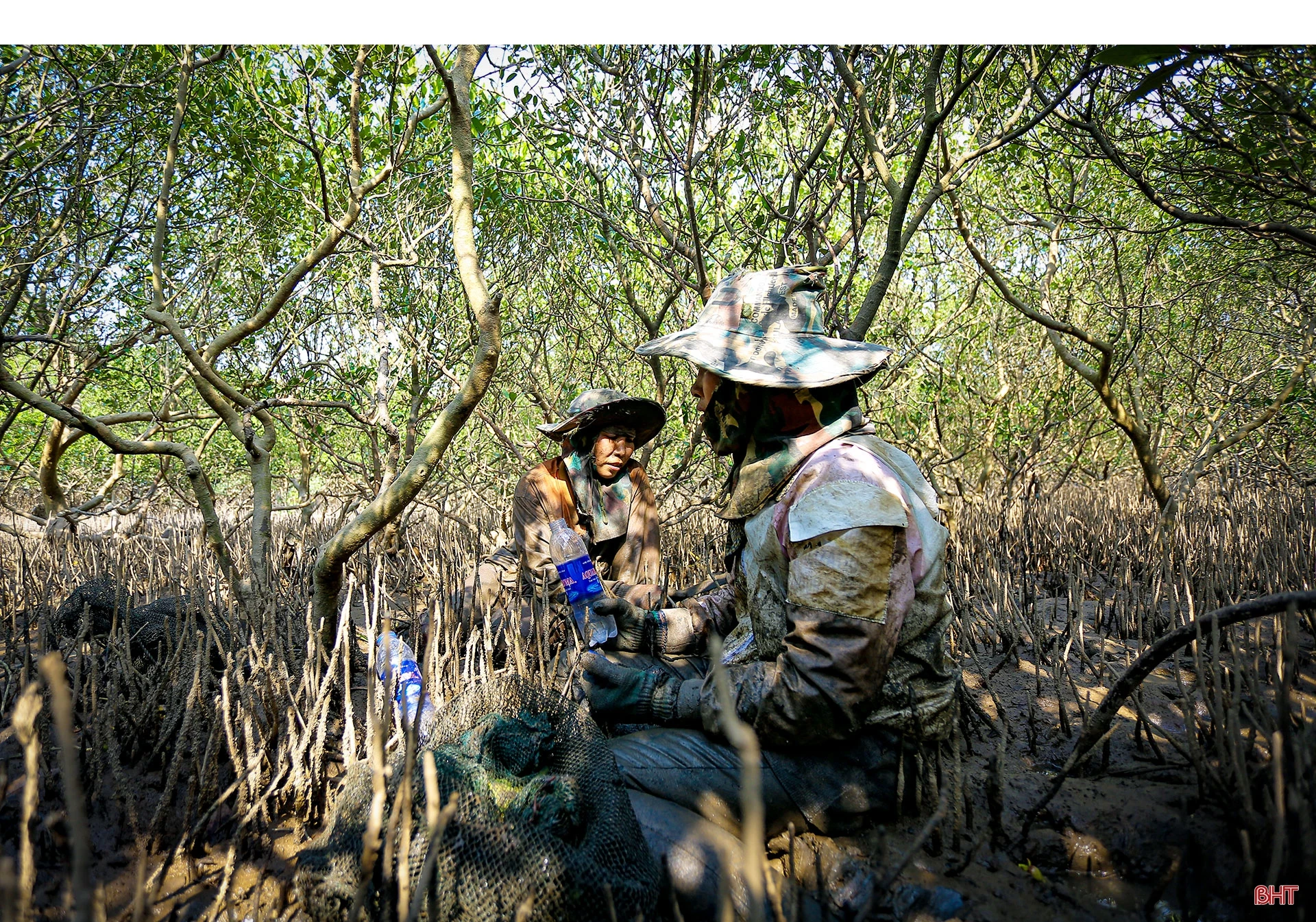 Săn cua biển trong rừng ngập mặn ở Hà Tĩnh