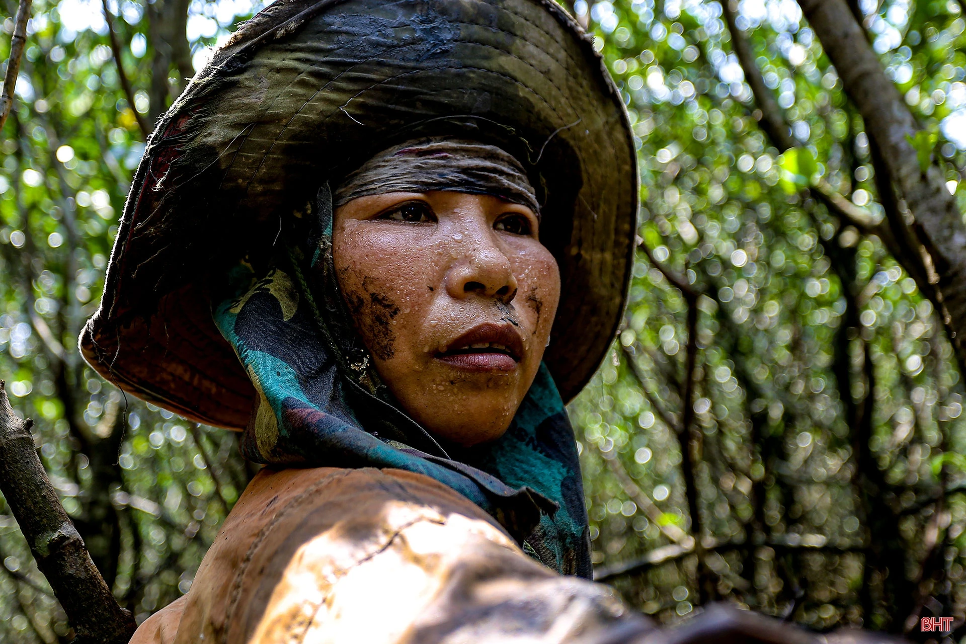 Săn cua biển trong rừng ngập mặn ở Hà Tĩnh