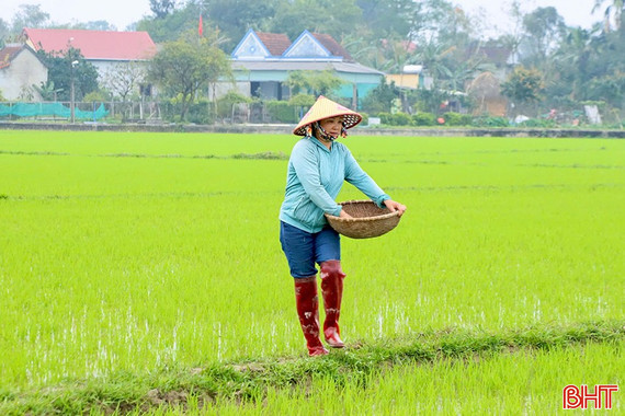 Theo dõi sát bệnh đạo ôn trên lúa để phòng trừ kịp thời