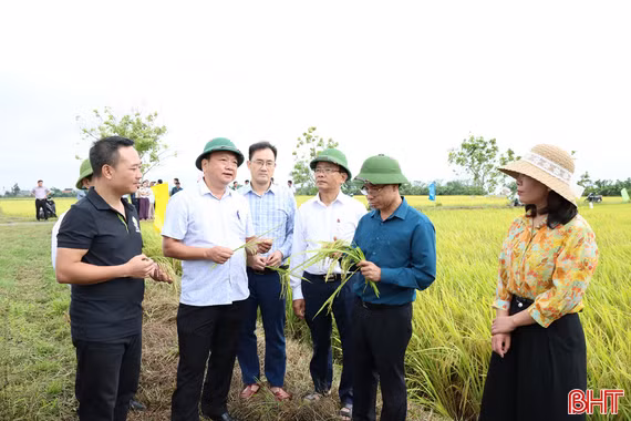 Vụ lúa xuân ở Hà Tĩnh thắng lợi khẳng định hiệu quả tái cơ cấu nông nghiệp