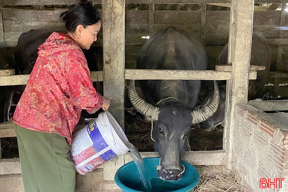 Tăng cường các biện pháp phòng, chống đói rét cho đàn vật nuôi